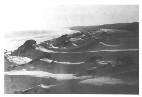 black and white photo of wind sculpted hills along Main Beach 