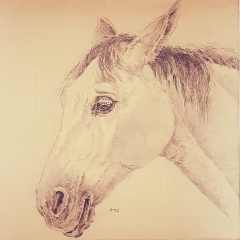 Pencil drawing of a horse's head looking to the left.  The horse's ears are tilted back, so it may be listening to something behind it, or it may be in a bad mood!  It has a darker mane and muzzle, and lighter coat.  It has been initialed RMC under the chin of the horse.