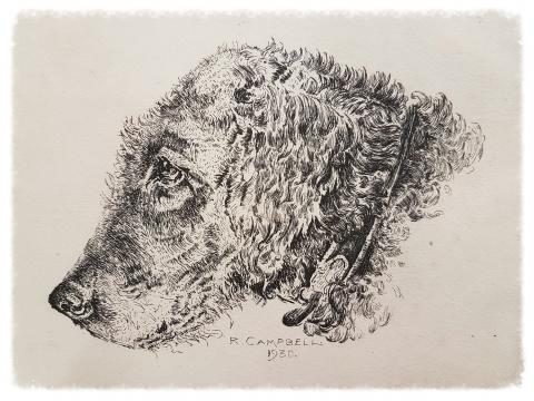 Black and white etching of a dog's head in profile facing to the left.  The dog is wearing a collar, and is possibly a longhaired terrier of some kind.  Under the image is the etched signature R. CAMPBELL and the date 1930