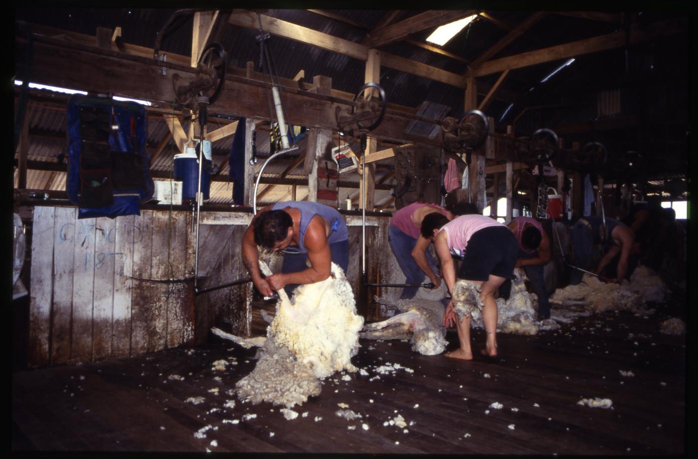 Woolshed, Acacia Downs, Hughenden: shearing